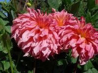 Dahlien Butchart Garden