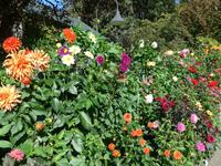 Dahlien Butchart Garden