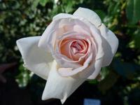 Rosen - Rosengarten Butchart Garden