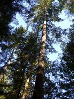 Bäume im Butchart Gardens