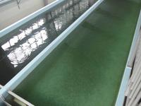 Lachsfarm in Juneau - Aufzuchtbecken