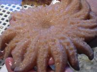 Seestern - in Becken - Lachsfarm Juneau