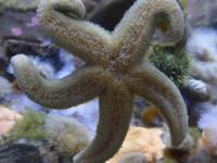 Seestern - in Becken - Lachsfarm Juneau