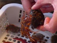 Krebs in Muschelhaus - Lachsfarm Juneau