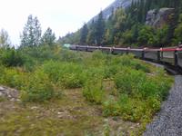 Bahnfahrt zum White Pass