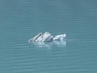 Eisschollen am Glacier Bay