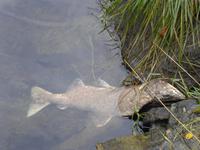 Tote Lachse im Ketchikan Creek