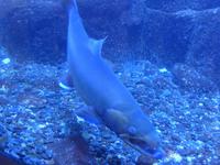 Lachse - in Sichtbecken Lachsfarm Juneau