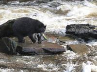 Schwarzbär bei Lachsfrühstück - Bild von Frau Fleger