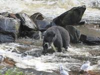 Schwarzbär bei Lachsfrühstück - Bild von Frau Fleger