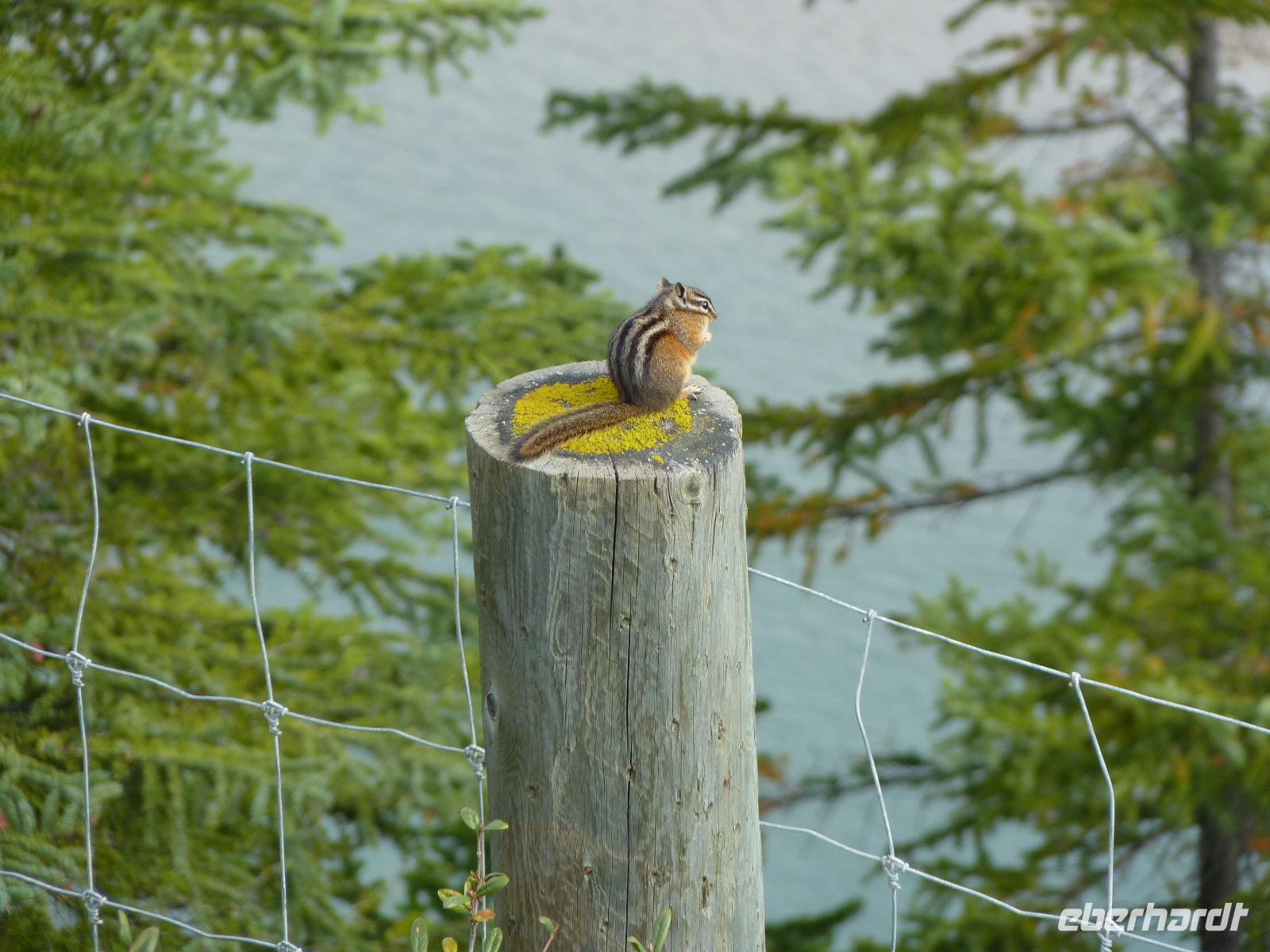 0022 Wilde Tiere - Streifenhörnchen