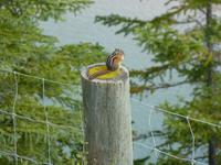 0022 Wilde Tiere - Streifenhörnchen