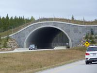 0023 Brücke für Tiere