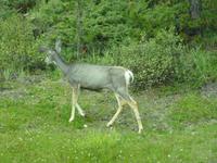 0057 und immer wieder wilde Tiere