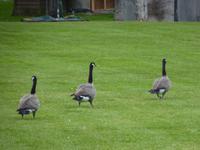 0062 Raubtiere in Beckers Chalet