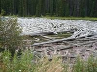 0082 Duffi Lake - angeschwemmtes Holz