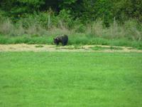 0083 Grizzly am Waldrand