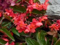 0091 Vancouver - Stanley Park