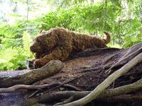 104 Vancouver Island - Butchart Garden