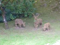 108 Vancouver Island - Butchart Garden