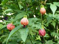110 Vancouver Island - Butchart Garden