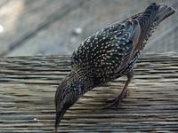 126 Vancouver - Granville Island