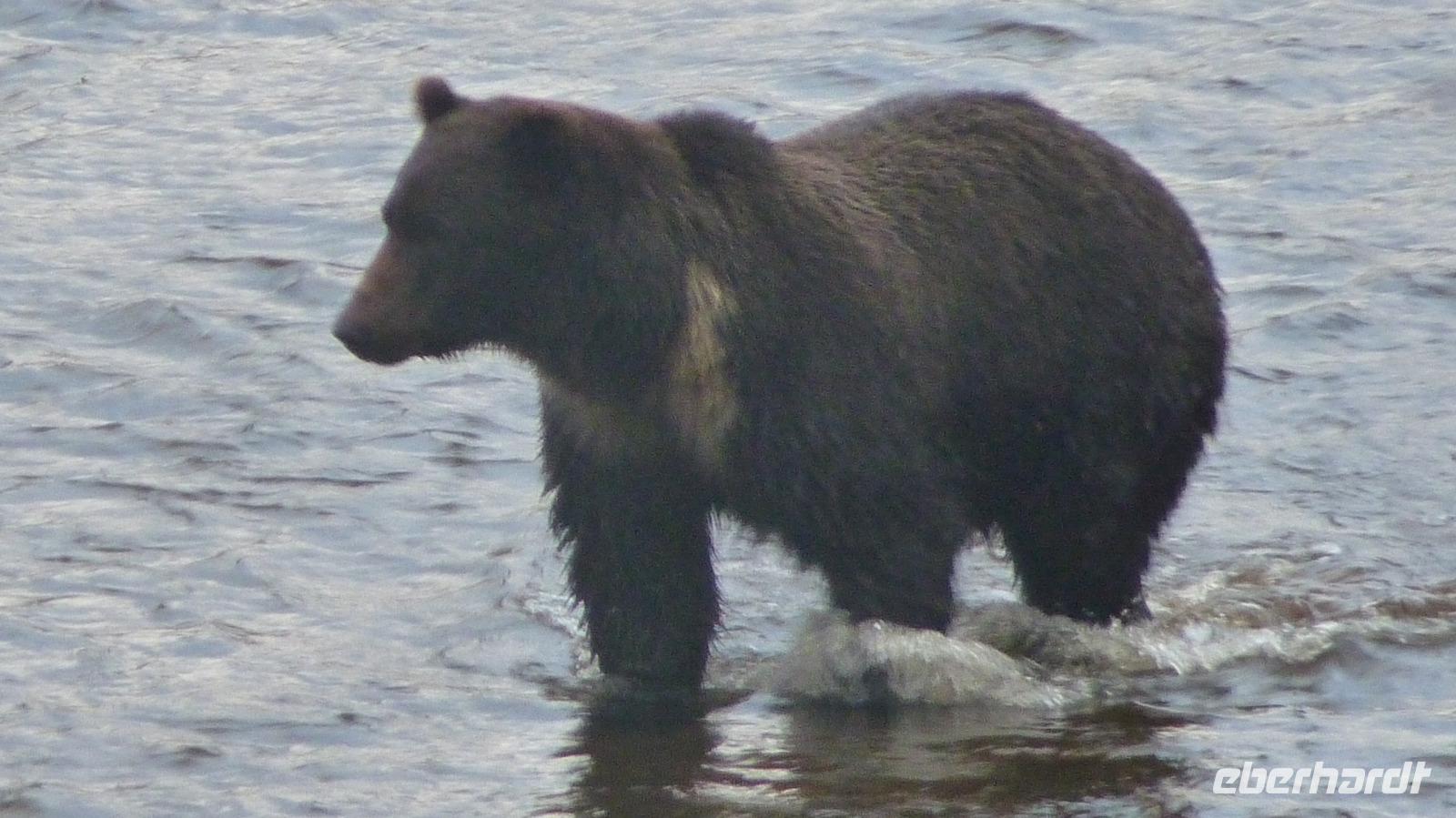 136 Bärensuche - Wo ist den der leckere Lachs
