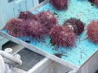 162 Vancouver - Steveston Island - Seeigel