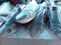 165 Vancouver - Steveston Island Hai