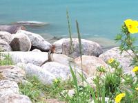 128 Chipmunk