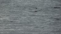133 Icy Strait Point - Robben an der Anlegestelle