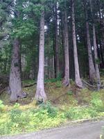 Icy Strait - Mit der Bimmelbahn durch den Wald