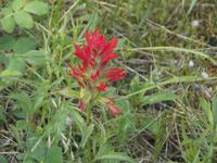Indian Paintbrush