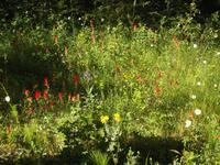 Blumenwiese Banff Nationalpark
