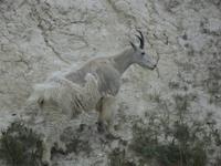 Bergziehe am Straßenrand