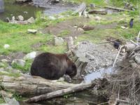 Bear Habitat Sitka