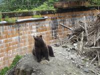 Bear Habitat Sitka