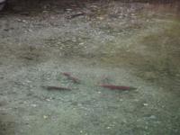 Lachsbäche beim Mendenhall Gletscher