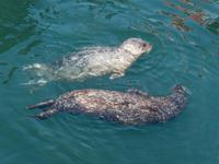 Robben Oak Bay Marina