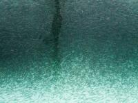 Millionen Baby Lachse