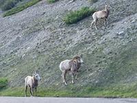 Krummhornschaf-Familenbild