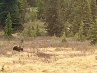 Ein Grizzly nahe der Strasse