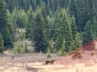 Grizzly bei Bow Lake