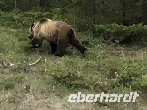 Grizzly no 2 rennt der Strasse entlang