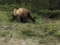 Grizzly no 2 rennt der Strasse entlang
