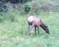 Ein Wapiti Fraeulein