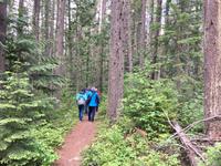 Spaziergang durch den Wald