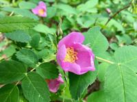 Das Heckenroeschen von Alberta