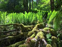 Fruehling im Regenwald