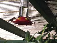 Oh ein Kollibri-Buffet